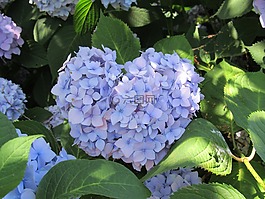 植物,花,繡球花