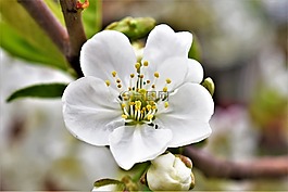 春,開花,季節(jié)