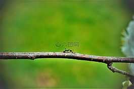 螞蟻,棒,昆蟲