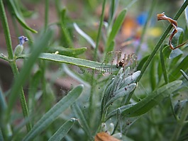 蜘蛛,花園,動物