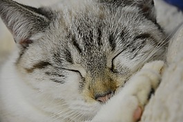 睡覺的貓,年輕的貓,睡眠