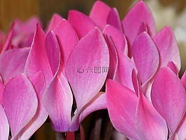 仙客來,粉紅色,白