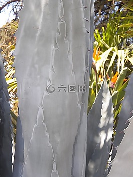 龍舌蘭,仙人掌,植物
