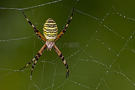 黄蜂蜘蛛,蜘蛛,zebraspinne