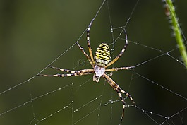 黄蜂蜘蛛,蜘蛛,zebraspinne