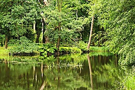 池塘,森林,waldsee