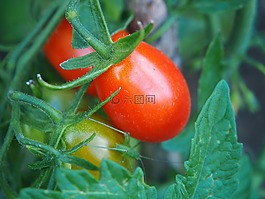番茄,紅色,蔬菜