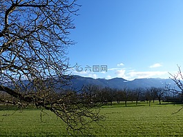 景观,树,字段核桃