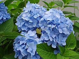 鲜花,绣球,蓝色