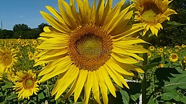 向日葵,假日,花卉