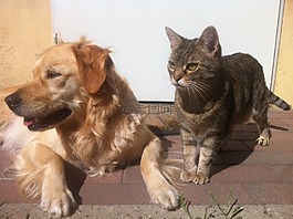 狗,貓咪,動物