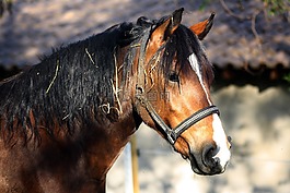 馬,動物,性質(zhì)