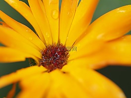 太陽花,露珠,花