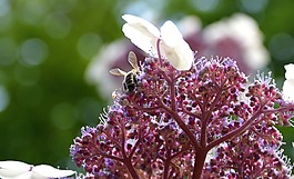 花,開花,蜜蜂