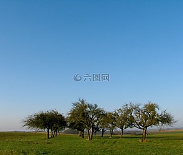 果園,藍藍的天空,樹