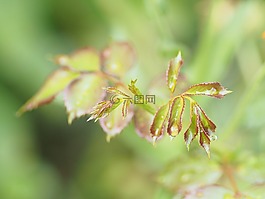 露珠,花,黃色