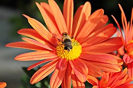 花,蜜蜂,昆蟲