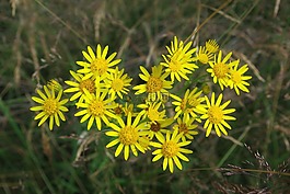 花,廠,野草