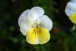 潘茜,黃色,白