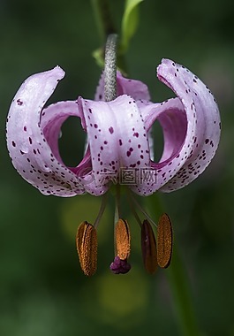 影子莉莉,花,花園