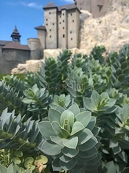 植物,美味多汁的,城堡
