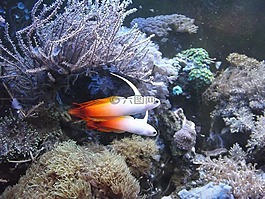 鱼,盐水水族馆,他的祖母火热