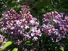 紫丁香,紫,鮮花