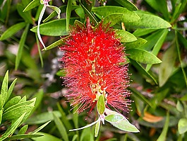 瓶刷花,自然,植物區(qū)系