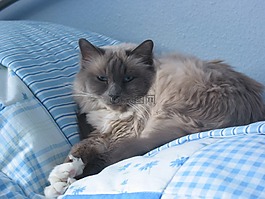 貓,神圣 birman,品種貓