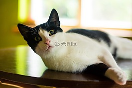 貓,小貓,家貓