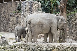 動物園,象,幼獸