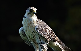 鳥,tierwfalke,猛禽