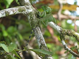 蜥蜴,加勒比海岸,basiliscus basiliscus