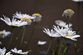 雛菊,白色的雛菊,白色的花