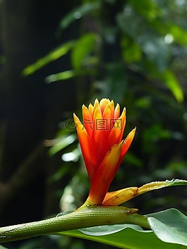 開花,紅色,黃色