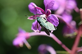 蝴蝶,開花,昆蟲