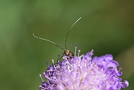 花,昆蟲,宏