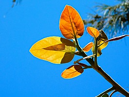 葉子,植物,樹