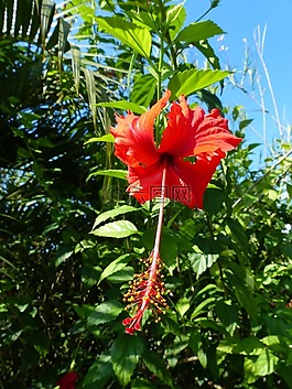 芙蓉,異國情調(diào),熱帶地區(qū)