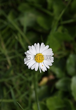 洋甘菊,雛菊,花