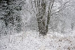 冬天,性質(zhì),似雪