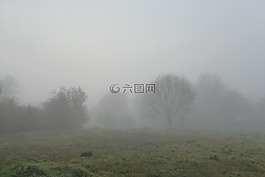 霧,景觀,樹木