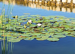 睡蓮,池塘,開花