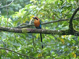 blauscheitelmotmot,鳥,momotus momota