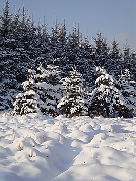冬季,雪,白