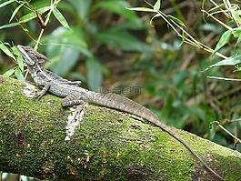 蜥蜴,basiliscus basiliscus,太平洋海岸
