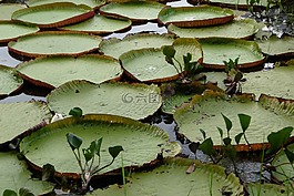叶子,karanambu,湖