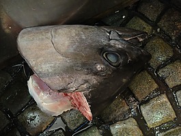 魚,市場,東京