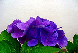 八仙花,藍(lán)色,開(kāi)花