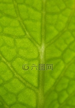 片,草本植物,綠色